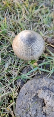 Galeropsidaceae