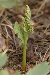 Botrychium hesperium