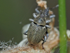 Sibinia viscariae