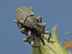 Sibinia viscariae