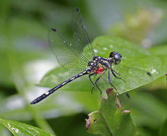 Micromacromia camerunica