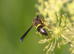 Ancistrocerus spinolae