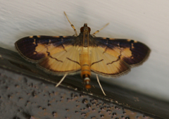 Bacotoma violata