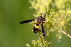 Ancistrocerus spinolae