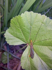 Nephrotoma flavipalpis