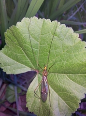 Nephrotoma flavipalpis