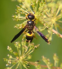 Ancistrocerus spinolae