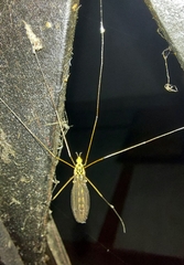 Nephrotoma flavipalpis