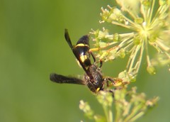 Ancistrocerus spinolae