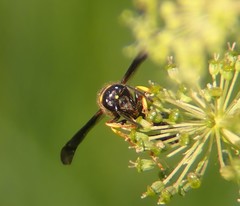 Ancistrocerus spinolae