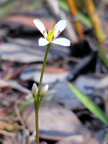 Image of Bartonia verna by (c) Jay Horn, some rights reserved (CC BY)