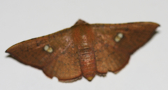 Banisia