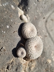 Epithelantha