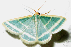 Mixocera frustratoria