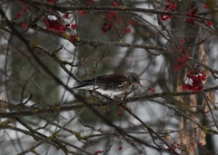 Turdus pilaris