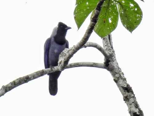 Violaceous Jay (Cyanocorax violaceus), photo 8