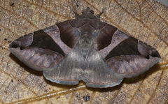 Bastilla arcuata