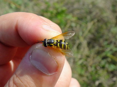 Chrysotoxum festivum