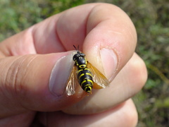 Chrysotoxum festivum
