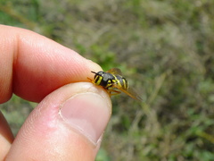 Chrysotoxum festivum