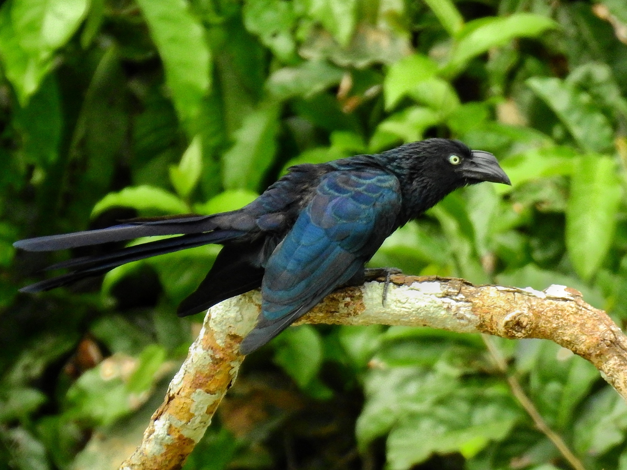 Greater Ani (Crotophaga major)
