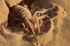 Galeodes araneoides