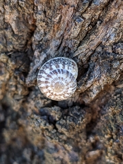 Xerosecta reboudiana