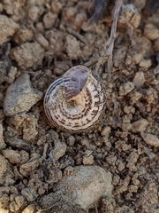 Xerosecta reboudiana