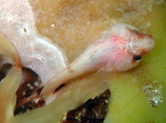 Apletodon dentatus
