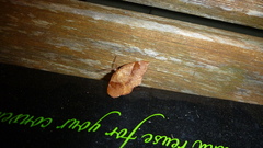 Metarranthis obfirmaria