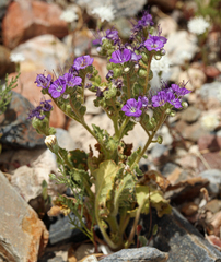 Phacelia crenulata crenulata