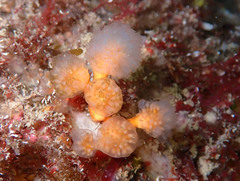 Aplidium punctum