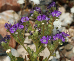 Phacelia crenulata crenulata