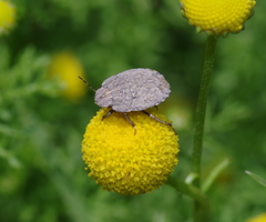 Sciocorini