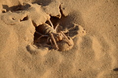 Galeodes araneoides