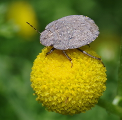 Sciocorini