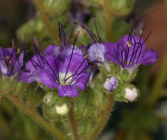 Phacelia crenulata crenulata