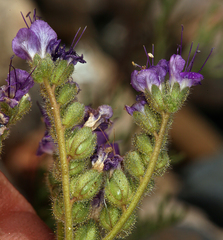 Phacelia crenulata crenulata