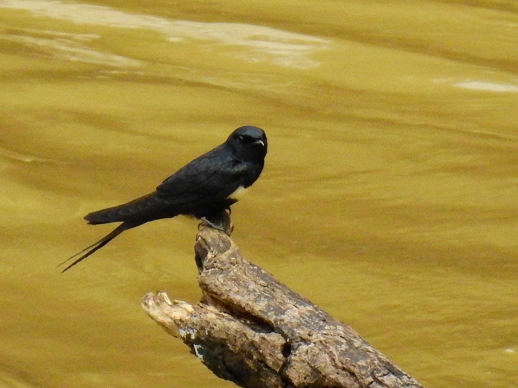 White-banded Swallow illustration