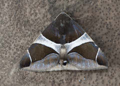 Bastilla crameri