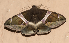 Bastilla crameri