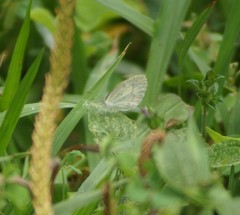 Eurema elathea flavescens