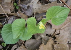 Viola eriocarpa