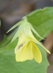 Viola eriocarpa