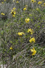 Bobartia orientalis