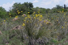 Bobartia orientalis