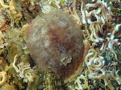 Geitodoris planata