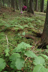 Cirsium greimleri