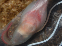 Lepadogaster lepadogaster