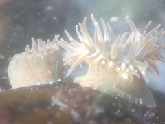 Anthopleura mariae